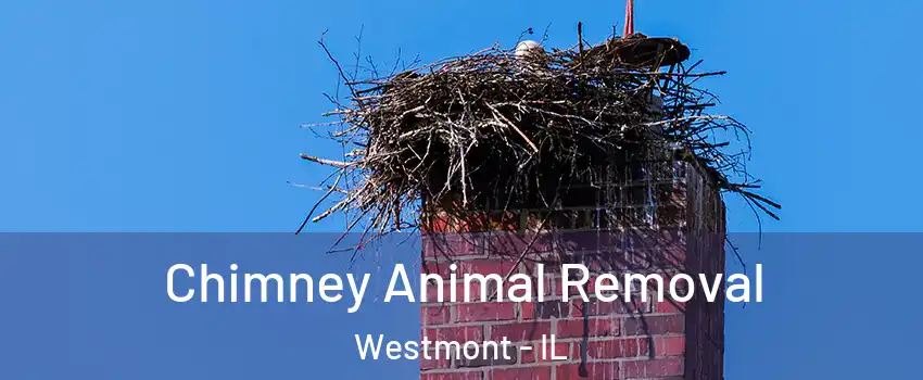  Chimney Animal Removal Westmont - IL