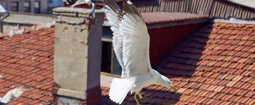 Residential Chimney Animal Removal Solution in Westmont, IL